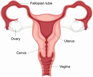 cervix