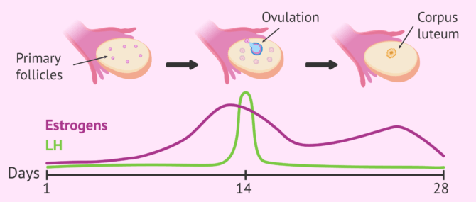 chart-lh-estrogen-levels-during-ovulation